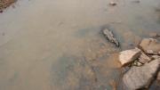 Masses of tadpoles